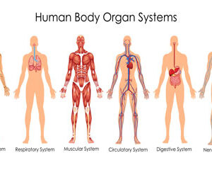 Advanced Diploma in Anatomy and Physiology at QLS Level 7